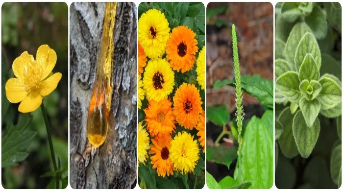 antiseptična svojstva