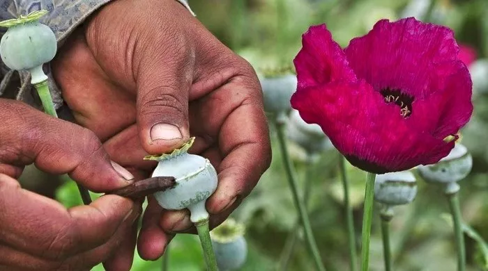 heroin preko balkana