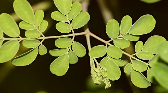 moringa