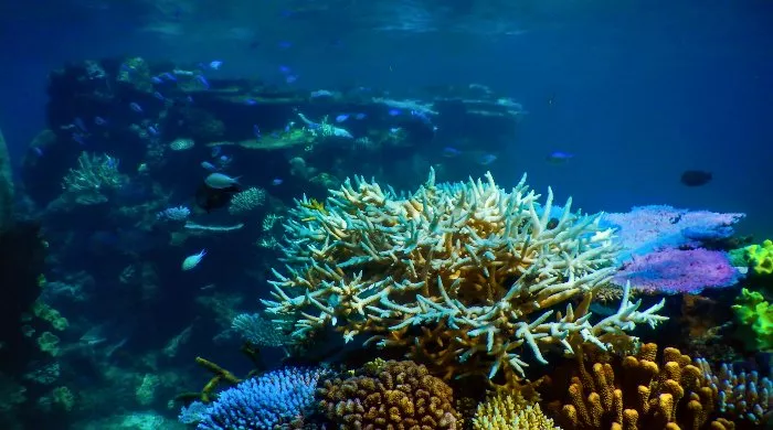 veliki koralni greben