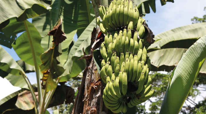 banana