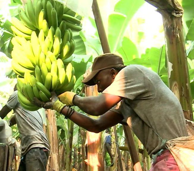 banane uzgoj