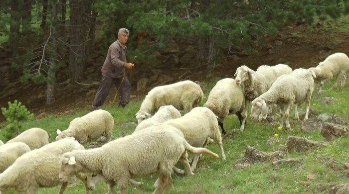 ljubinko radević