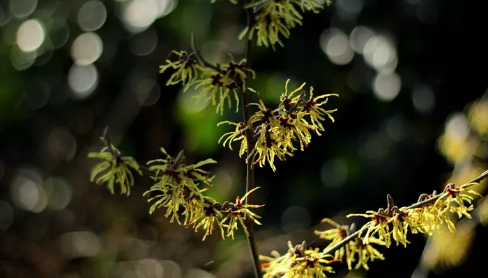 Hamamelis upotreba - od čaja i tinkture do lekovitog tonika!