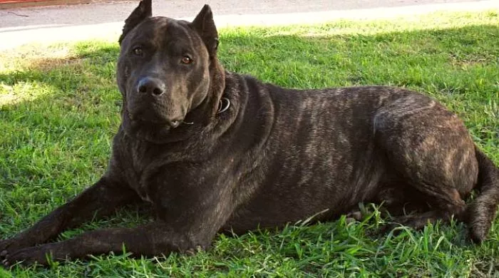 latinoameričke vrste pasa