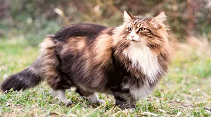 norveška šumska mačka