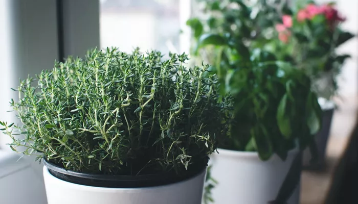 Majčina dušica - dobrobiti, kako da je gajite i jednostavni recepti