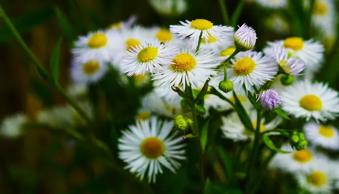 Kamilica i njena lekovita dejstva za opuštanje organizma i bolji san!