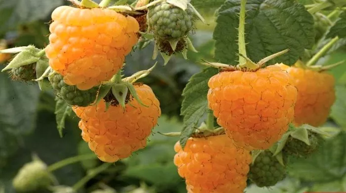 vino od žute maline