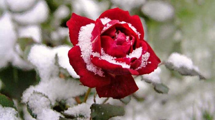 ma rose