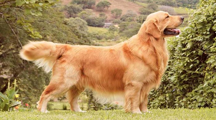 retriver