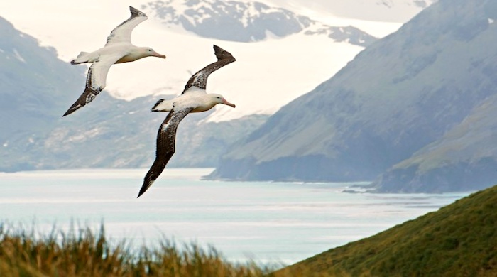 albatros