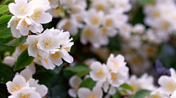 jasmin