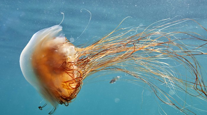meduze