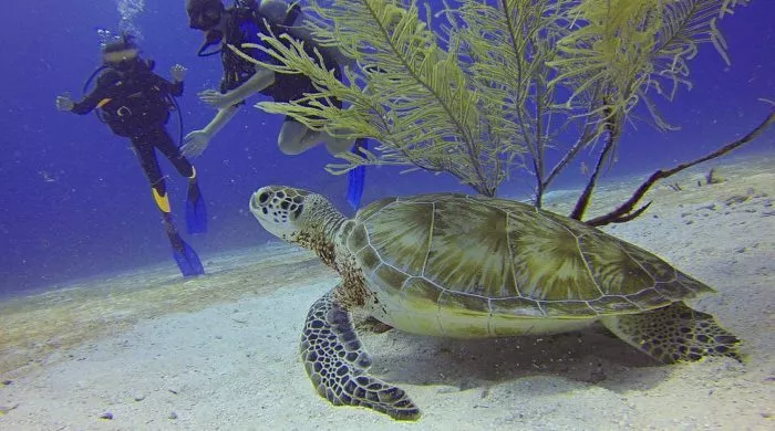 kornjača u australiji