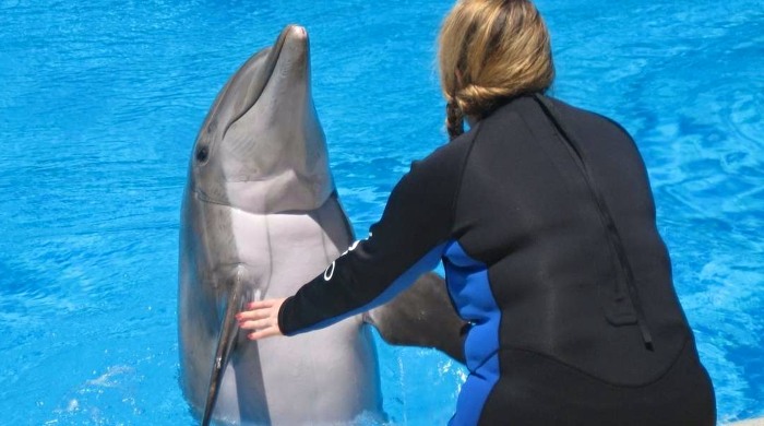 delfini