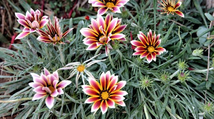 Gazanija