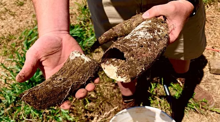 biodinamička poljoprivreda