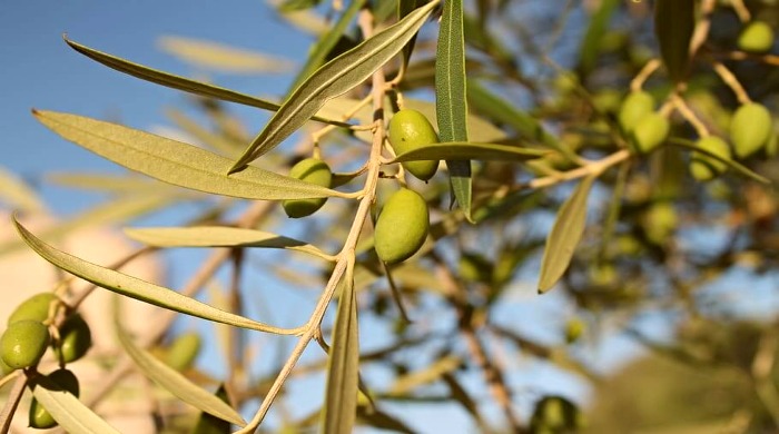 lezbos