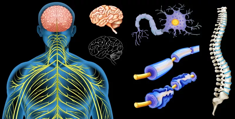 Dr Birgite Brunes terapija za MS ko uspešno leči Multiplu sklerozu Dr Birgite Brunes terapija za MS ko uspešno leči Multiplu sklerozu