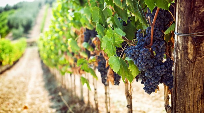 vinove loze