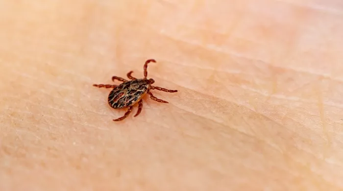 krpeljni encefalitis