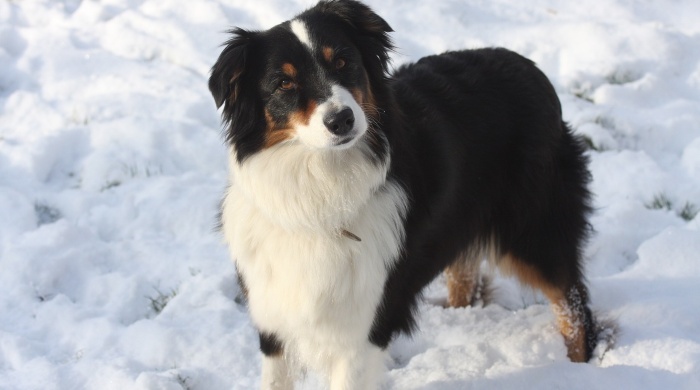 nanuk