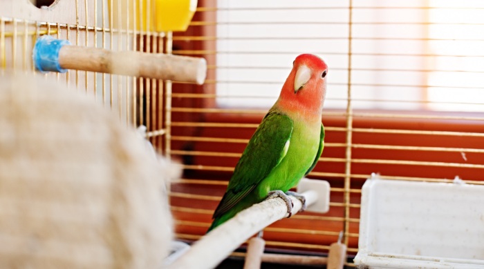 papagaji