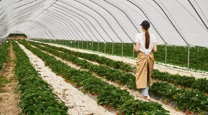 folija za plastenike