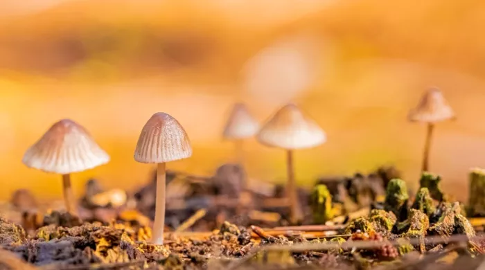 pečurke u abu dabiju