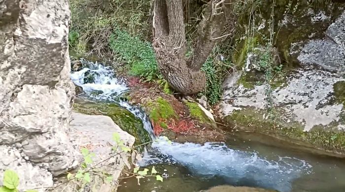 dag banjica