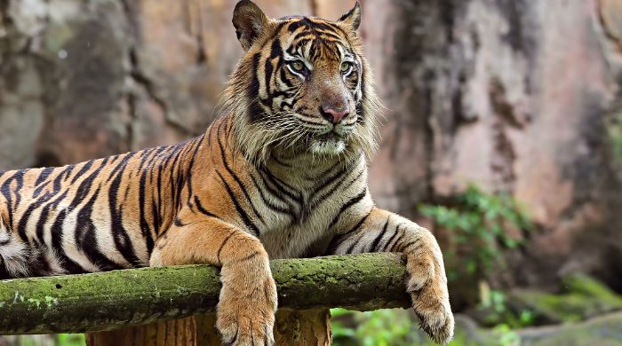 ekonomski tigar