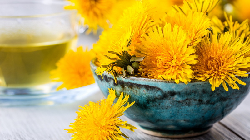 najbolji Maslačak u kapsuli (Taraxacum officinale) - benefiti maslačka u vidu ekstrakta