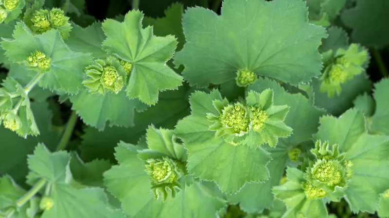 najbolji Virak u kapsuli Alchemilla vulgaris - kapsule virka za žensko zdravlje