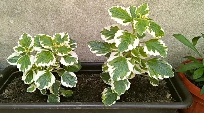 hilandarski bosiljak