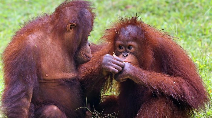 orangutani
