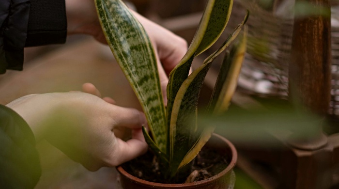dracena