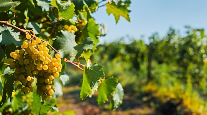 vinove loze
